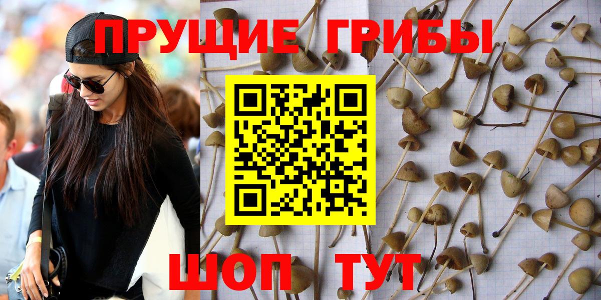 Галлюциногенные грибы прущие грибы  купить закладку  Междуреченск  Псилоцибиновые грибы GOLDEN TEACHER  Вход с VPN 